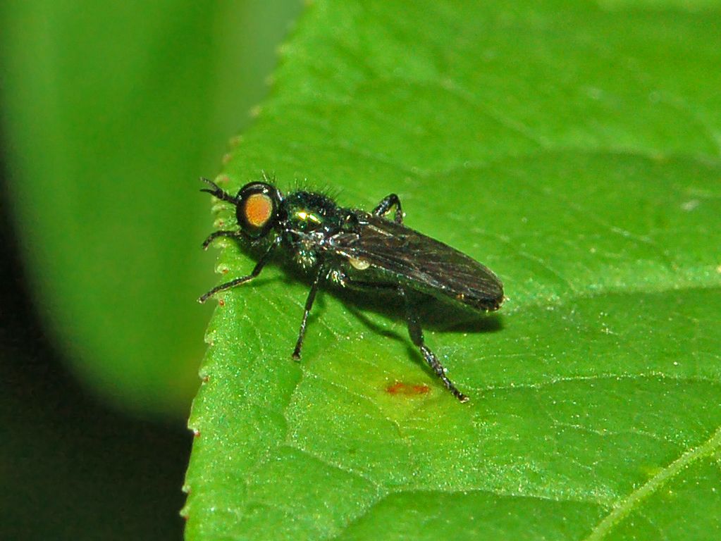 Verdi occhi luminosi: Actina chalybea  (Stratiomyidae)